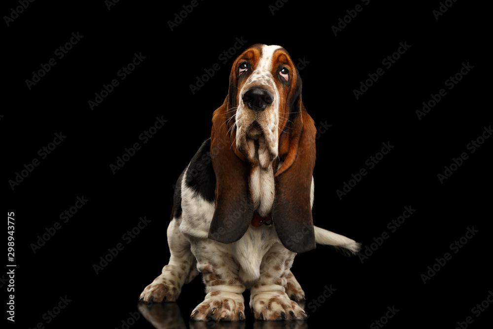 Funny Basset Hound Dog Standing and Looks Indifferent on Isolated black background, Stare up