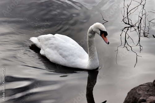 Fototapeta Naklejka Na Ścianę i Meble -  Swan swimming through water