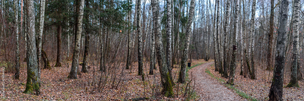 Naklejka premium A panoramic view of the birch forest in autumn. The path goes deep into the forest
