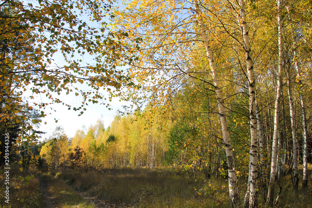 Golden autumn in the birch grove