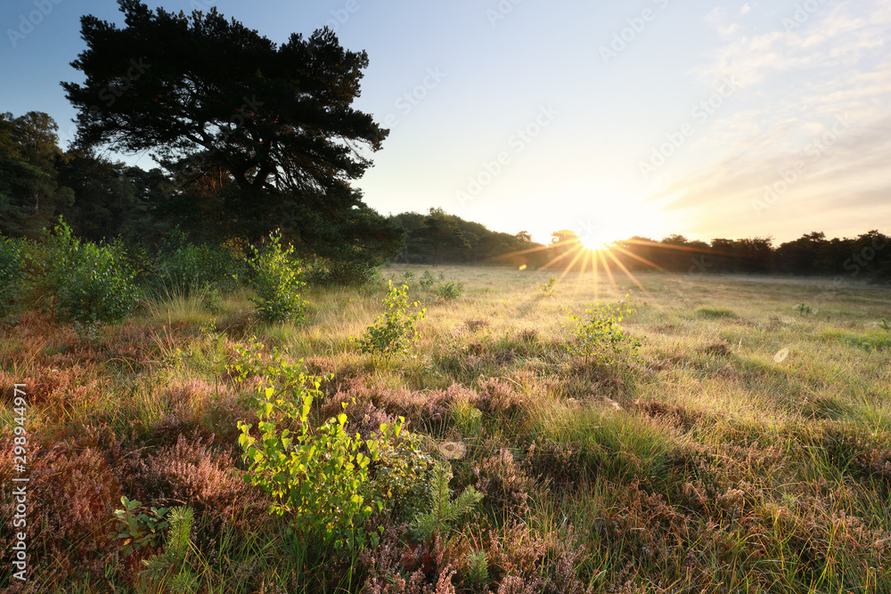 morning sunshine over wild meadow in forest - obrazy, fototapety, plakaty 