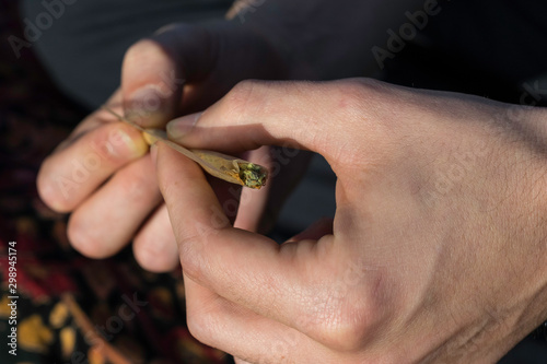 Close up of hands rolling a marijuana joint with green weed