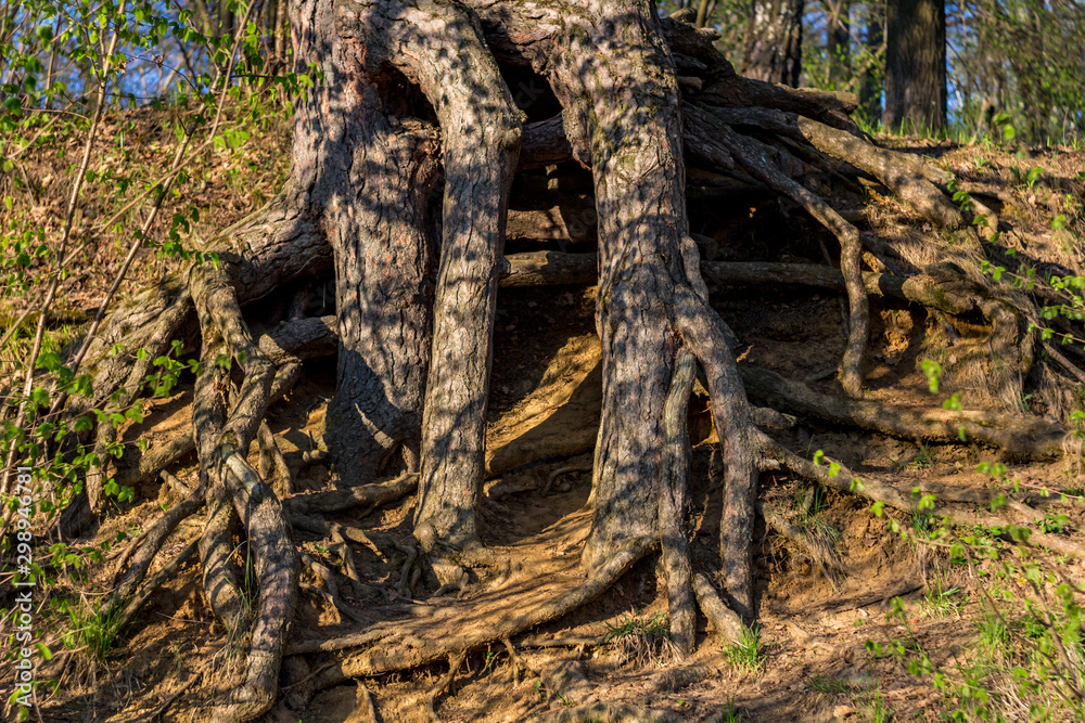 The mighty roots of an old pine tree on a slope, closeup view