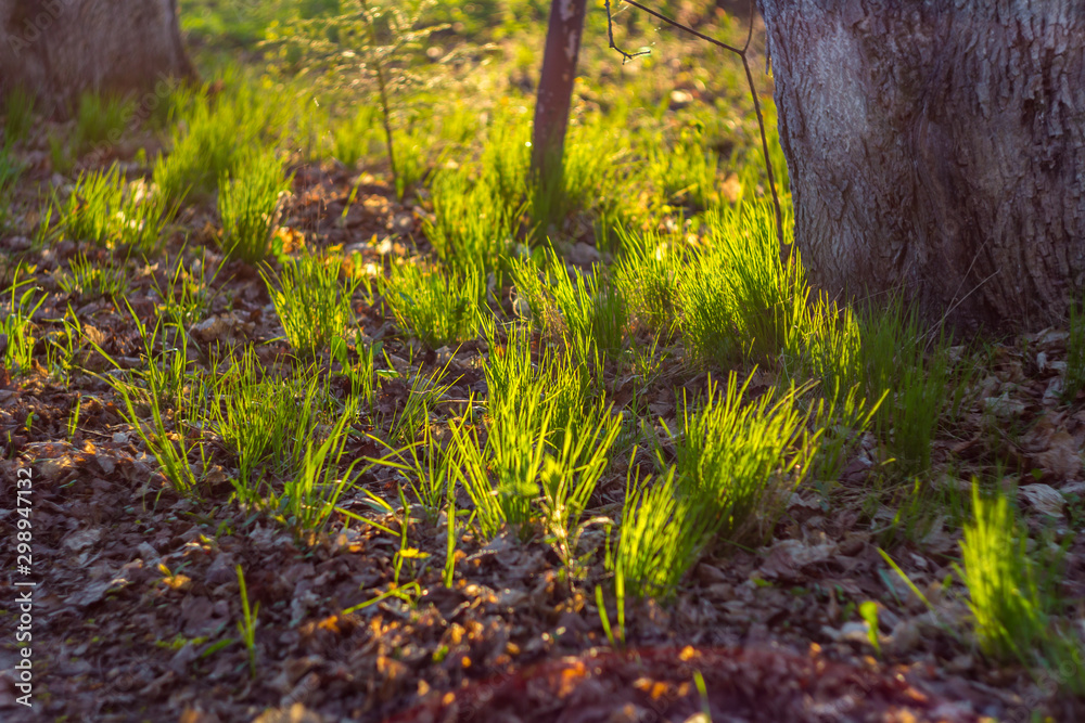 Young grass in spring in early May