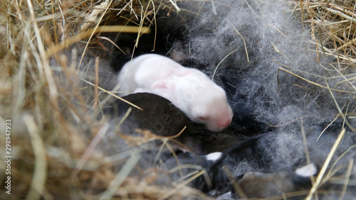 newborn rabbits 2