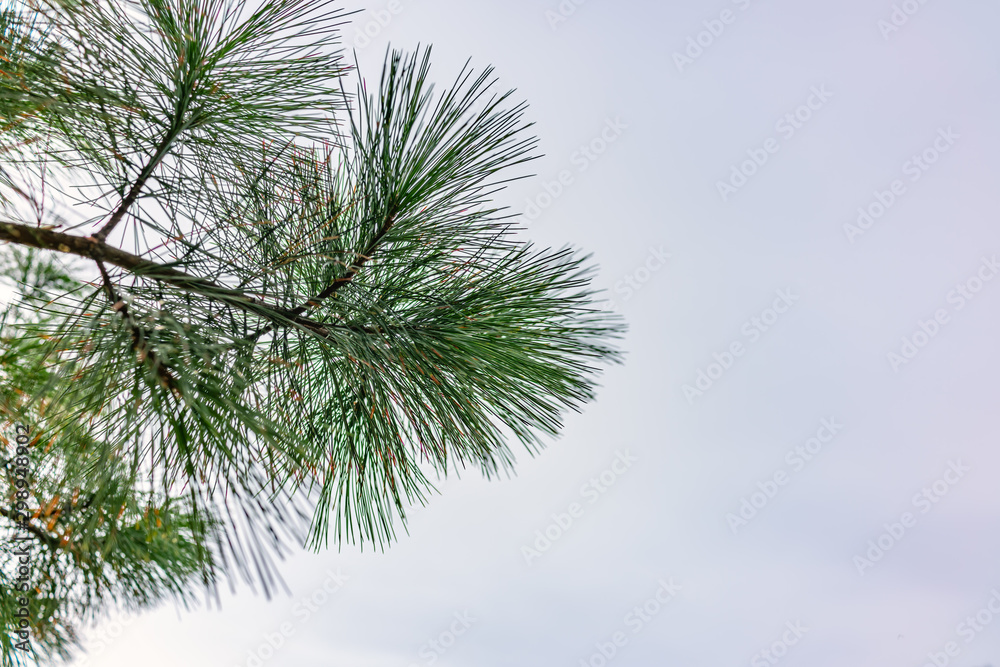 A branch of pine with green needles A branch of pine with green needles
