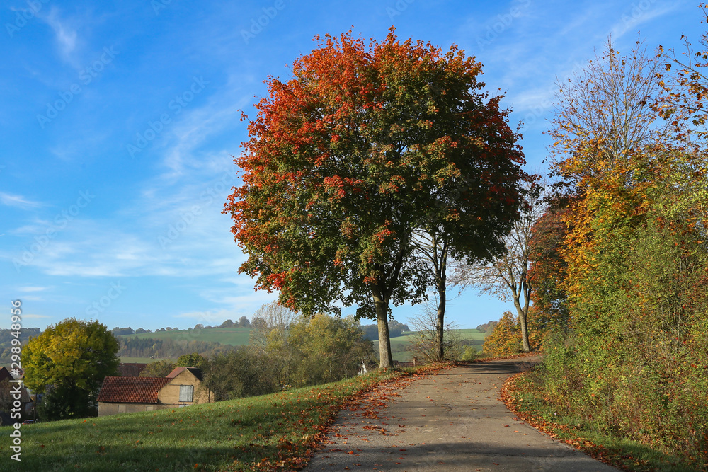 Naklejka premium Beautiful Autumn landscape with trees and leafy