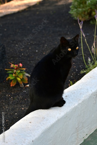 A black cat with bright yellow eyes on a white wall.