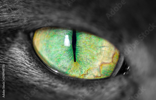 Cats eye with narrow pupil photo