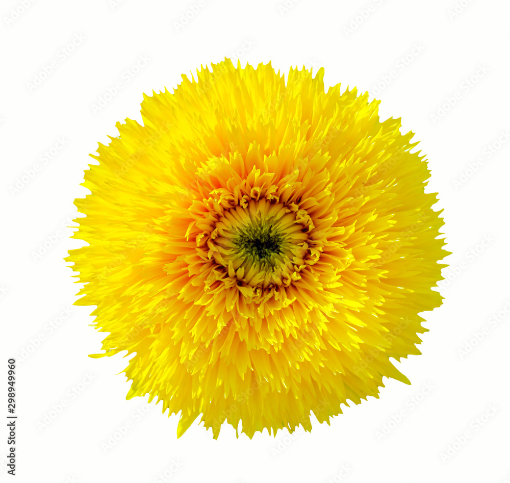yellow sunflower isolated on white background yellow sunflower isolated on white background