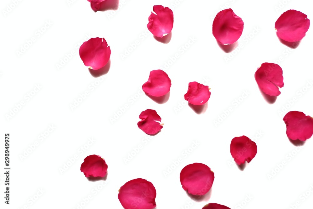 In selective focus of sweet red rose corollas on white isolated background and colorful flora details In selective focus of sweet red rose corollas on white isolated background and colorful flora details
