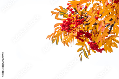 Red rowan berries in the autumn on branches with yellow leaves.