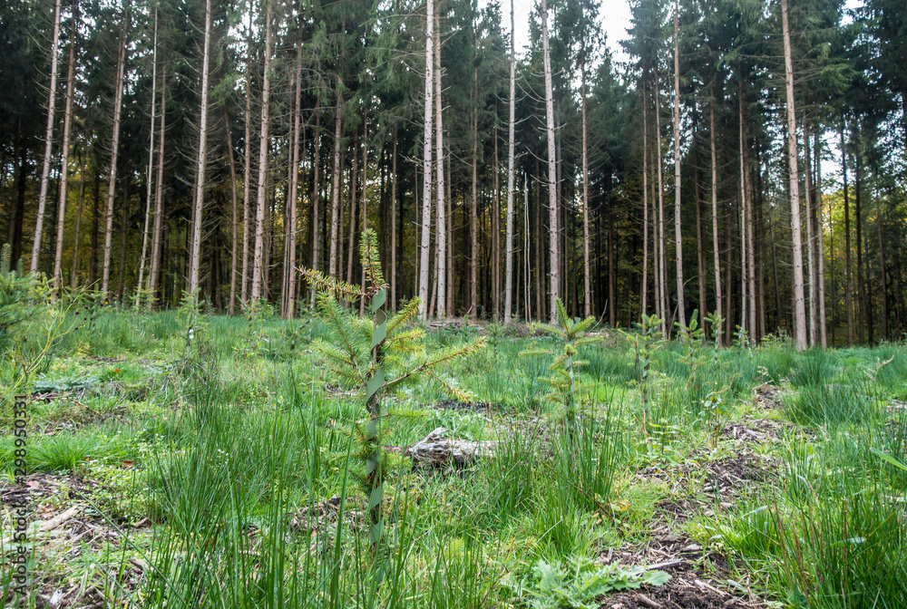 Rodung und Wiederaufforstung im Nadelwald Rodung und Wiederaufforstung im Nadelwald