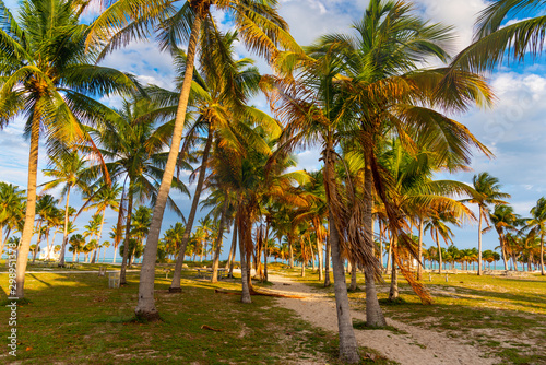 Palm trees in Crandon park at sunset