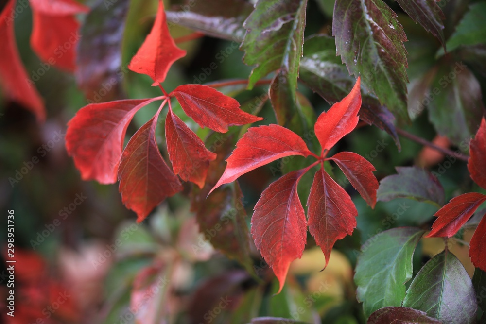 Herbststimmung mit wildem Wein, Vitis vinifera Herbststimmung mit wildem Wein, Vitis vinifera