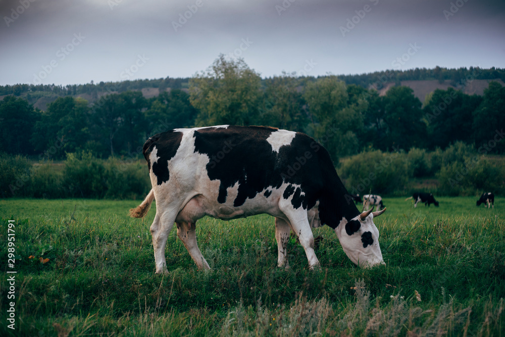 коровы в лугах
