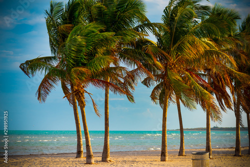 Palms in Crandon Park at sunset