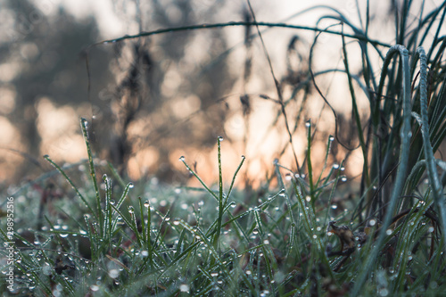 grass and sun