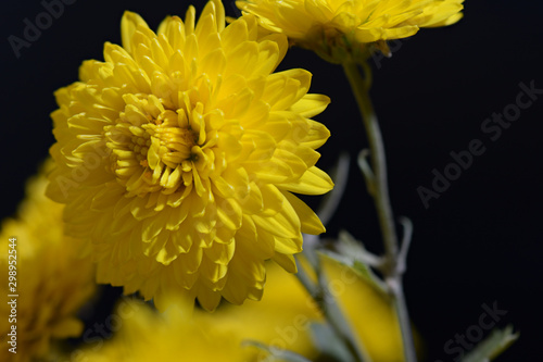 Yellow flower on black background