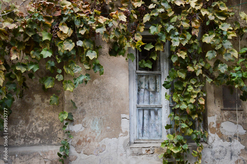 Old wall and window twined with grapes