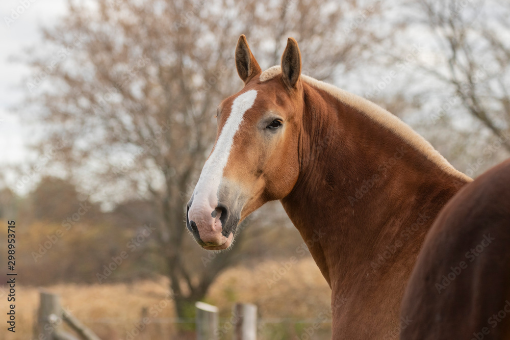Fototapeta premium Beautiful heavy draft horse a large horse used for pulling heavy loads,