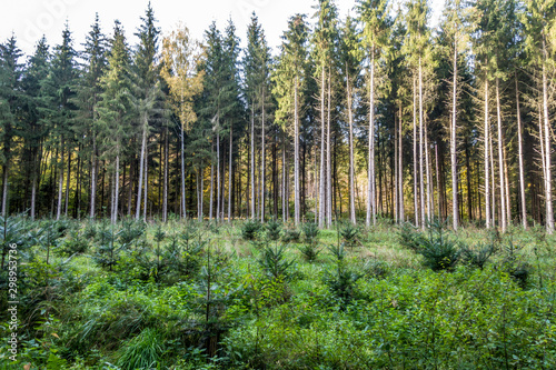 Rodung und Wiederaufforstung im Nadelwald