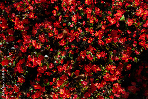 Blooming begonia red flowers in the flowerbed