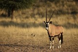 The gemsbok or gemsbuck (Oryx gazella) calmly standing on the sand in Kalahari desert. Dry sand and dry yellow grass in background.