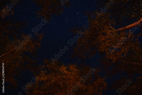 View of the stars through the tree branches on a summer night