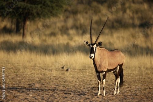 The gemsbok or gemsbuck (Oryx gazella) calmly standing on the sand in Kalahari desert. Dry sand and dry yellow grass in background.
