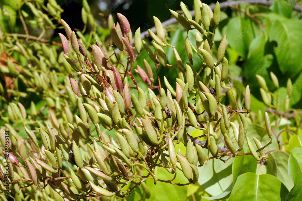young pasta tree on a background of green leaves and tree stems young pasta tree on a background of green leaves and tree stems
