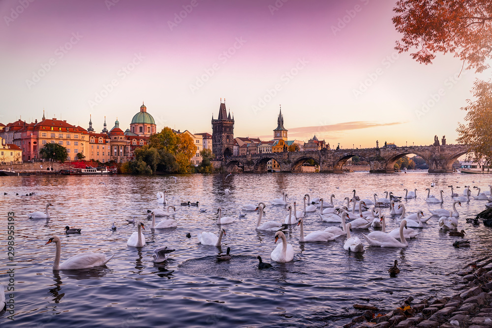 Fototapeta premium Blick über die Moldau mit zahlreichen Schwänen auf die Karlsbrücke in Prag bei Sonnenuntergang im Herbst, Tschechien