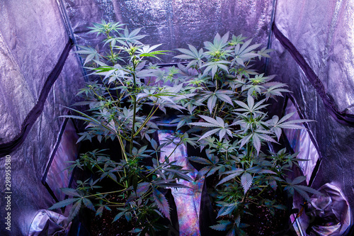 indoors marihuana plantation