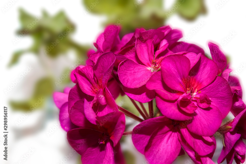 Flowers red geranium close up. Home red geranium on a white background with drops of water. Macro. Flowers red geranium close up. Home red geranium on a white background with drops of water. Macro.