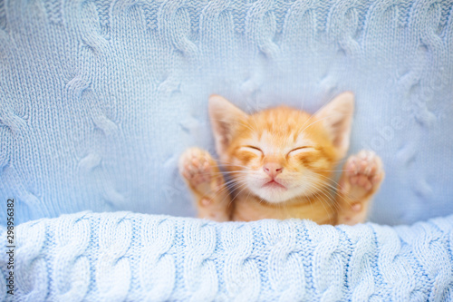 Фотография Baby cat. Ginger kitten sleeping under blanket