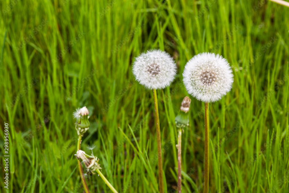beautiful white dandelions beautiful white dandelions