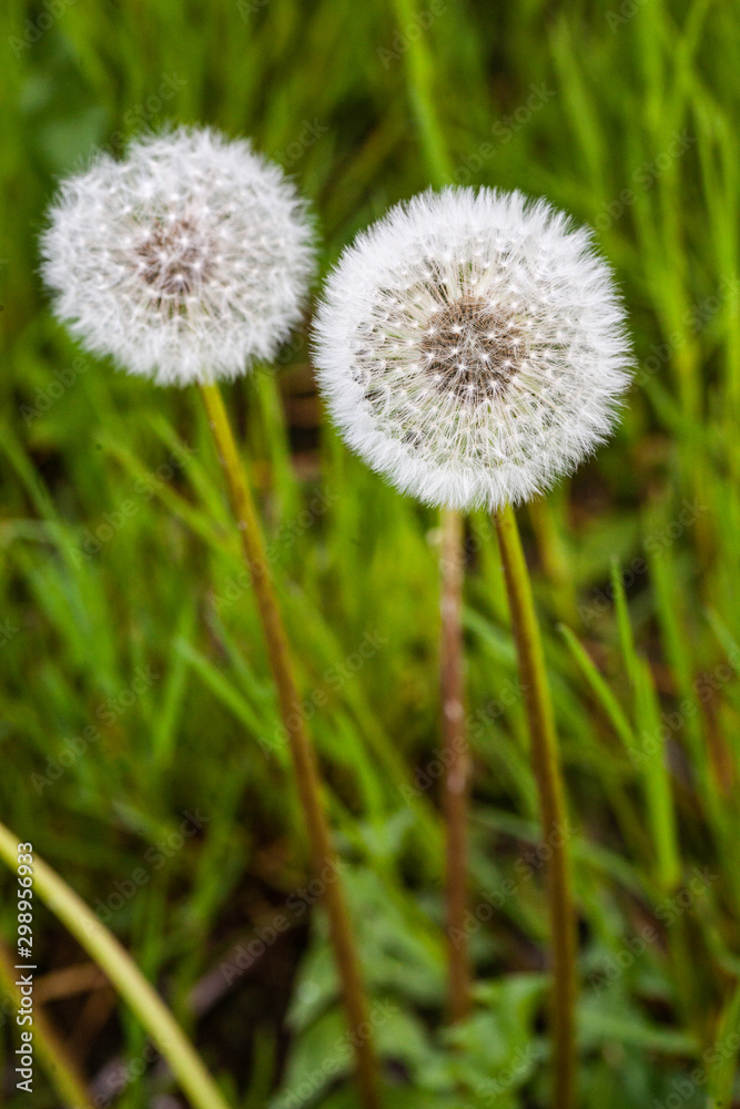 beautiful white dandelions beautiful white dandelions