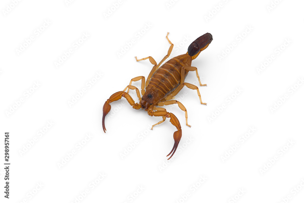 African venom Scorpion isolated on white background African venom Scorpion isolated on white background