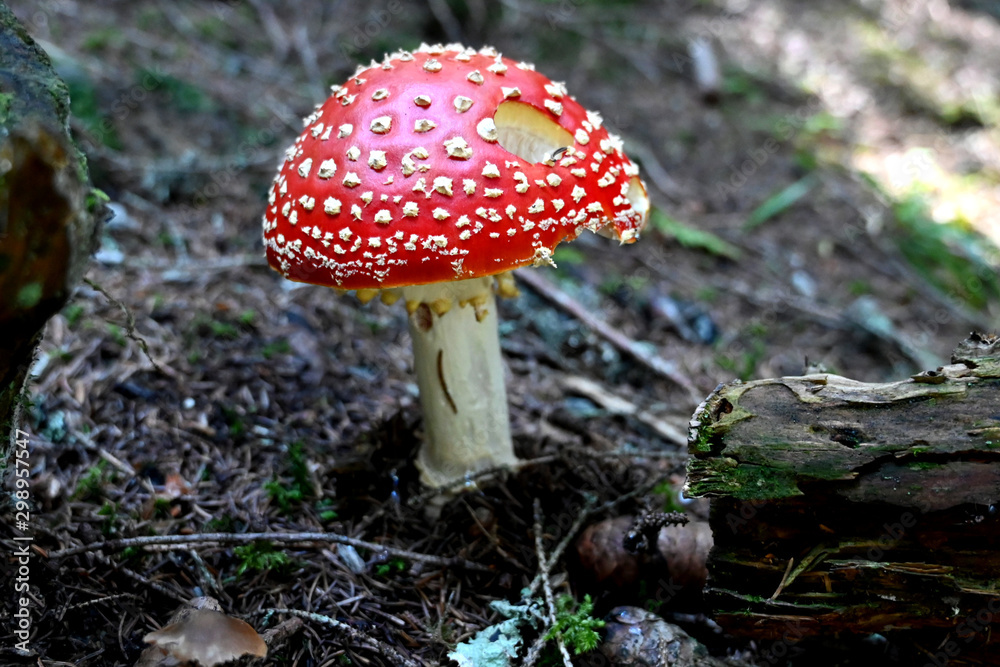 Fliegenpilz fly agaric Amanita Muscaria Fliegenpilz fly agaric Amanita Muscaria