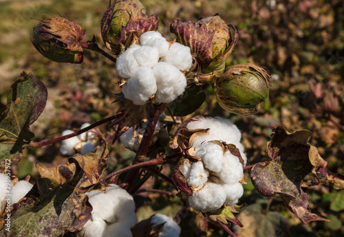 Bud and an open box of cotton on the plantation closeup