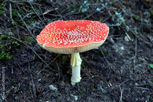 Fliegenpilz fly agaric Amanita Muscaria