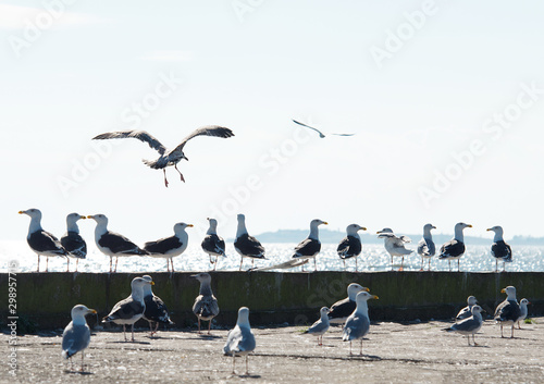 Many seagull resting on a shore looking to the right, behind the wind. Nida, Kursiu Nerija, Neringa, Lithuania photo