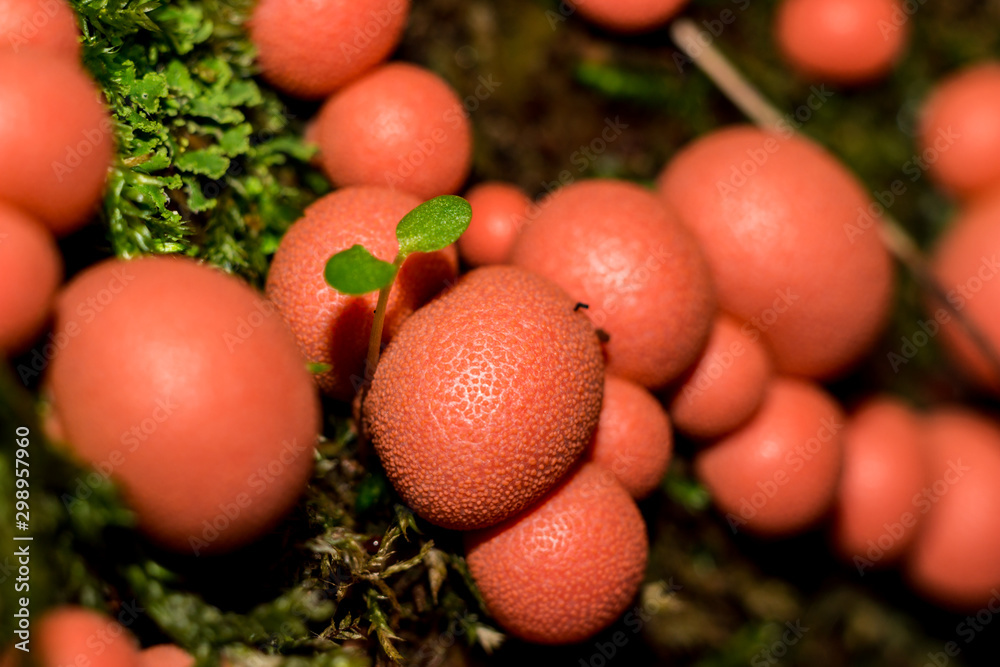 Lycogala epidendrum (wolf's milk, groening's slime) - A type of mold that lives on rotten stumps Lycogala epidendrum (wolf's milk, groening's slime) - A type of mold that lives on rotten stumps
