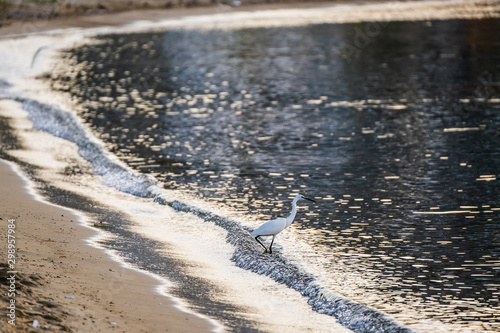 White heron and morning sea on background