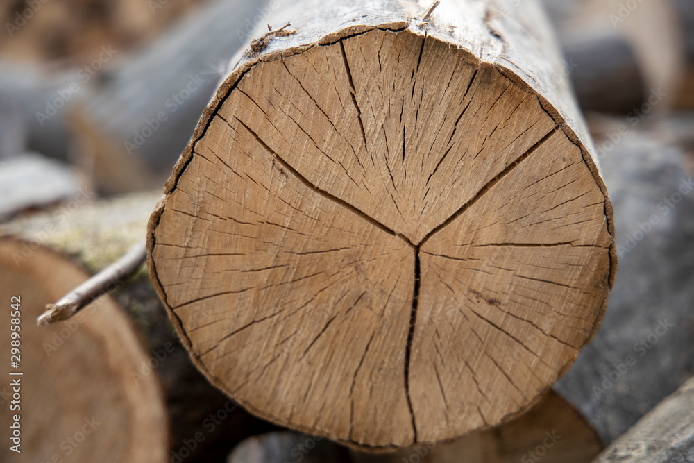 Cross section of the tree. Pile of firewood Cross section of the tree. Pile of firewood