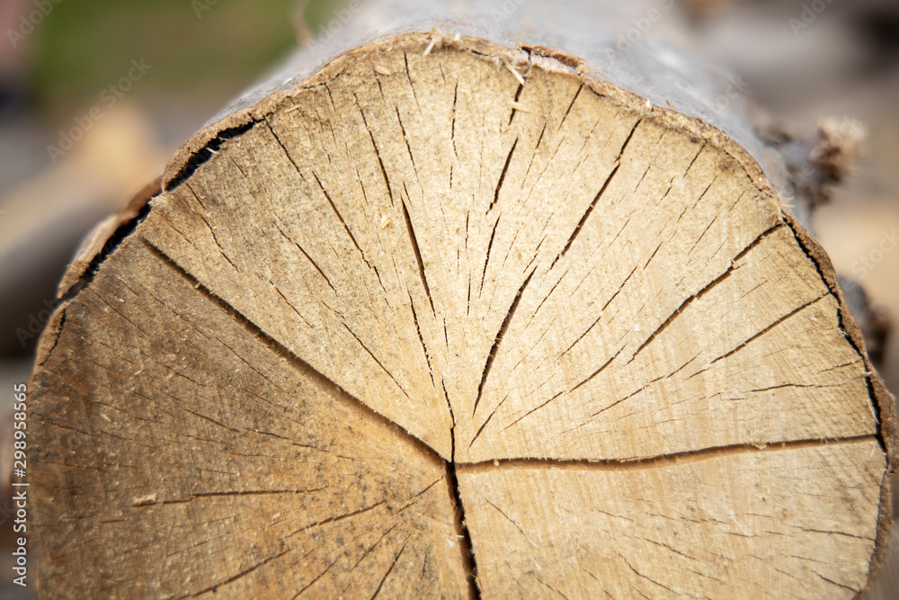 Naklejka premium Cross section of the tree. Pile of firewood