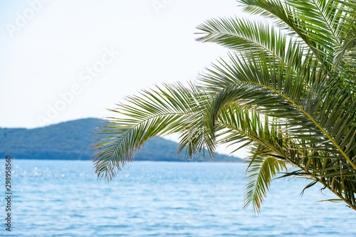 Picture of palm tree in summer day