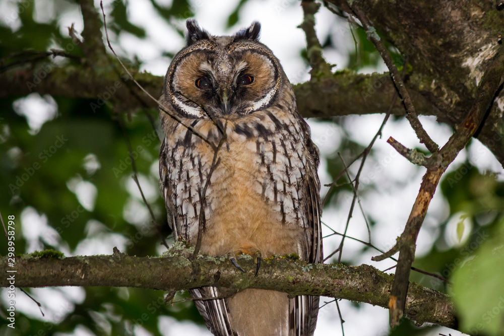 Young long-eared owl (Asio otus) in the forest on a tree. Kaluzhskiy region, Russia Young long-eared owl (Asio otus) in the forest on a tree. Kaluzhskiy region, Russia