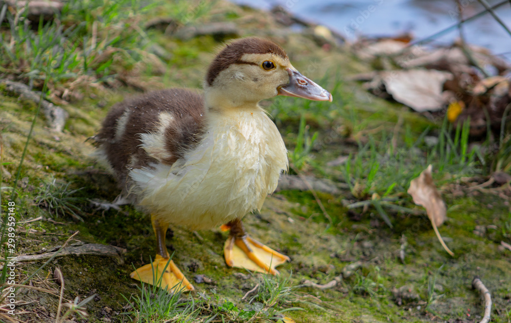 Fluffy duckling on the grass by the pond in Agia Varvara Park, in Drama, Greece. Fluffy duckling on the grass by the pond in Agia Varvara Park, in Drama, Greece.