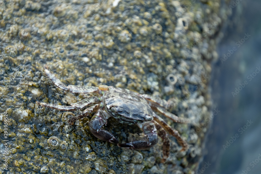 Close up of crab on the beach